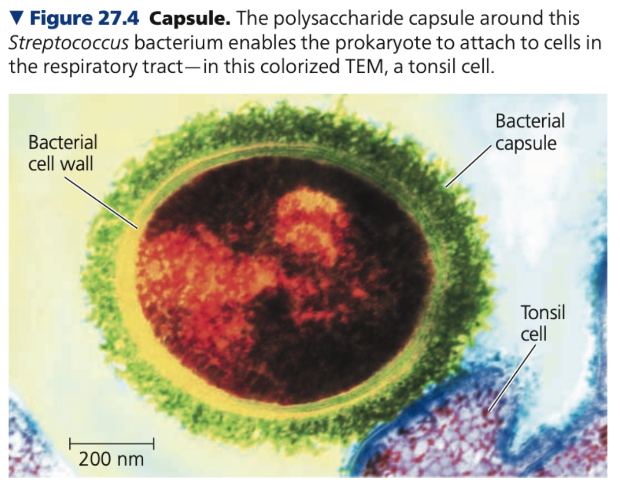 Capsule
● Sticky layer of _____________ or ______ that surrounds the cell wall
○ If it is not dense and well-defined, it is called a _____ layer
● Enable prokaryotes to ______ to their substrate or to other individuals in a colony
● Protect against _________, shield pathogenic prokaryotes from host’s ______ system