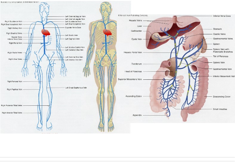 know portal circulation?