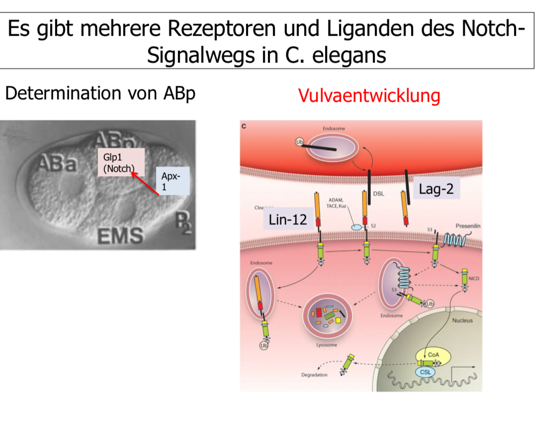 <ul><li><p>P6 bekommt das stärkste Signal → Quantifizierung der Aktivität des Signalweges in den empfangenen Zellen durch Zielgenexpression (Egl17)</p></li><li><p>Nachweis durch CFP Reportergen: P6 empfängt das meiste Signal</p></li><li><p>Verlsut der Aktivität des Notch-Signals führt zu Verlust des sek. Schicksals → d-h- prinzipiell reicht die schwächere Aktivierung auch aus um in P5 und P7 das prim. Schicksal zu aktivieren</p></li><li><p>P6 muss Notch-Signal aussenden</p></li><li><p>Weiteres Zielgen des EGFR Signalwegs ist Lag2 (Notch signalprotein, in P6 am stärksten exprimiert)</p></li></ul>