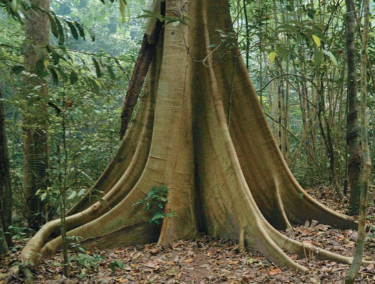 <p>that function as prop roots in shallow soil that offers poor anchorage</p>