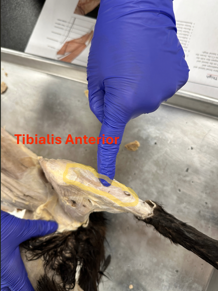 <p>Tibialis anteror <span style="line-height: 36px;">(Anterior hind limb muscles)</span></p>
