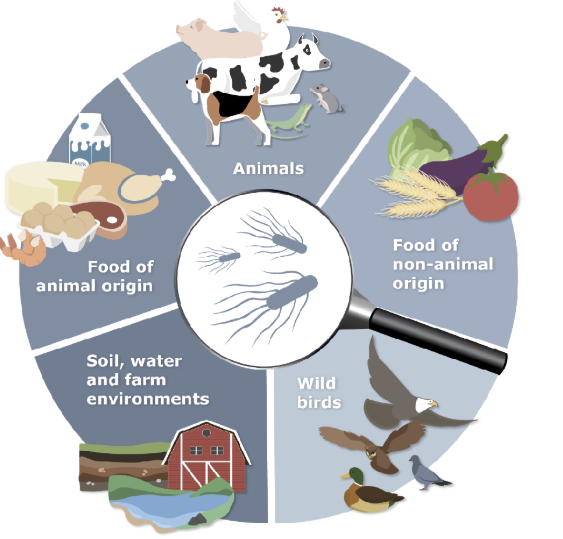 <ul><li><p class="Paragraph SCXW244042740 BCX0" style="text-align: left;"><span style="line-height: 16px;">commonly found in <strong>food of animal origin</strong>, such as meat, poultry, raw milk, eggs, and (shell)fish </span></p></li></ul><ul><li><p class="Paragraph SCXW244042740 BCX0" style="text-align: left;"><span style="line-height: 16px;">A notable <strong>risk is from undercooking eggs</strong> </span></p></li></ul><ul><li><p class="Paragraph SCXW244042740 BCX0" style="text-align: left;"><span style="line-height: 16px;">Salmonella can <strong>persist in food factories</strong> (e.g., as "house flora" on processing machines) and in <strong>stables</strong> where production animals like broilers are raised </span></p></li></ul><ul><li><p class="Paragraph SCXW244042740 BCX0" style="text-align: left;"><span style="line-height: 16px;"><strong>Darkling beetles</strong> can act as a vector, bypassing cleaning efforts in broiler houses and allowing Salmonella to persist. </span></p></li></ul><ul><li><p class="Paragraph SCXW244042740 BCX0" style="text-align: left;"><span style="line-height: 16px;">Environmental cycle is hard to break </span></p></li><li><p class="Paragraph SCXW244042740 BCX0" style="text-align: left;"></p></li></ul><p></p>