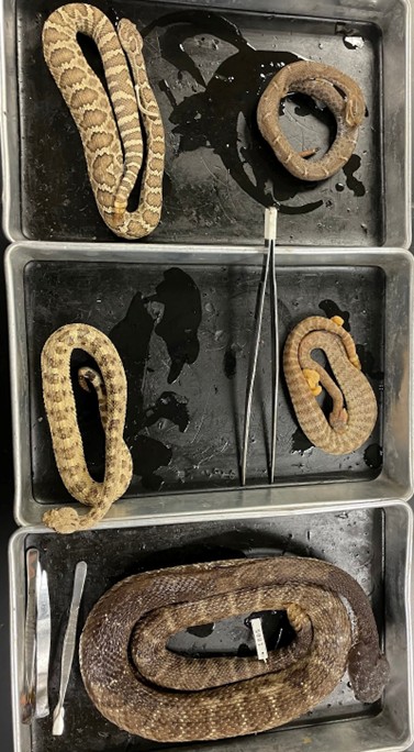 <p>Vipers</p><p>Contains rattlesnakes</p><p>Viviparous</p><p>Long fangs to inject venom</p><p>Heat sensing pit organs</p>