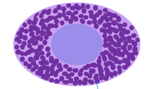 <p>Line mucosal surfaces (not found in blood), release granules that attract leukocytes to areas of tissue damage.</p>
