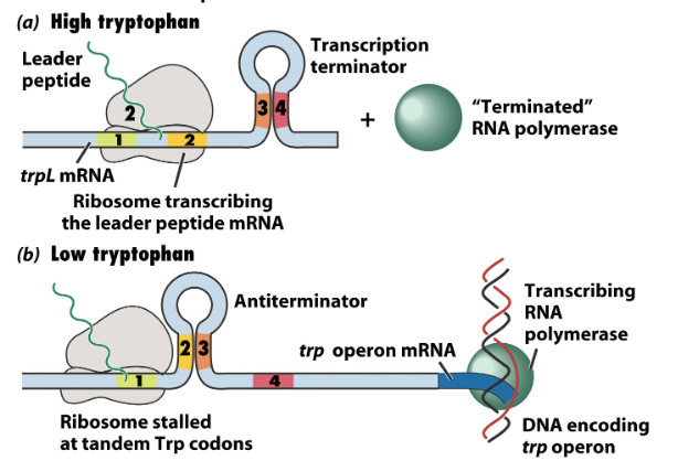 <p>terminator: 3-4 “hair pin” forms, factor independent termination, high tryptophan, RNA polymerase comes off</p><p>anti-terminator: 2-3 “hair pin” forms, low tryptophan, RNA polymerase is transcribed</p>