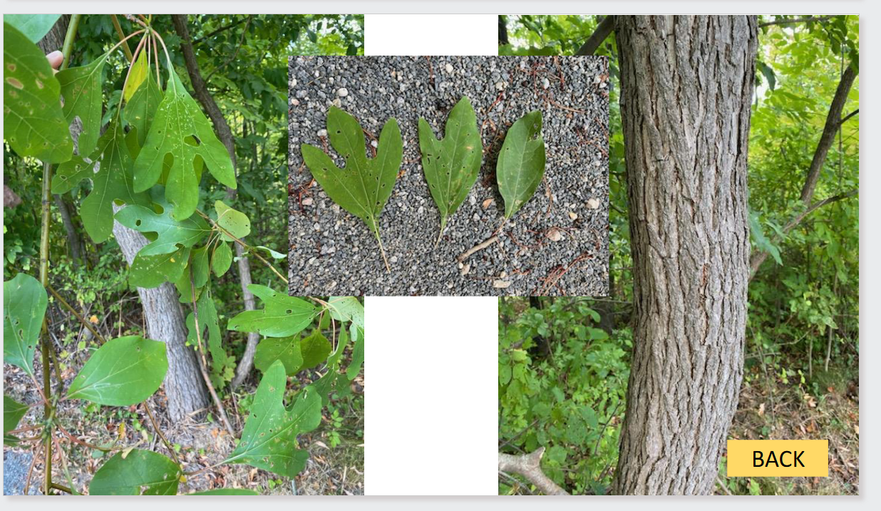 <p>Sassafras</p>