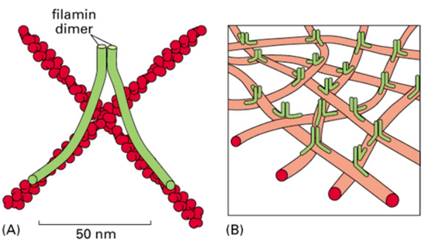 <p>Does Filamin or Fimbrin allow greater angles between actin filaments</p>