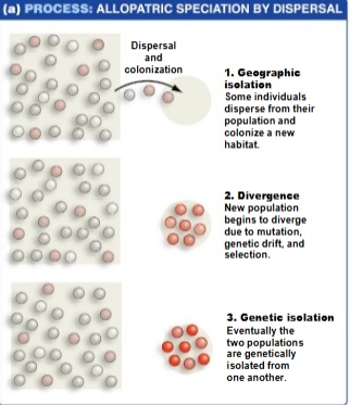 <ul><li><p>a population moves to a new habitat, colonizes it, and finds a new population</p></li><li><p>colonization events can lead to speciation</p></li></ul><p></p>