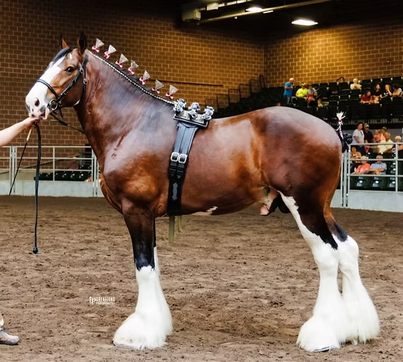 <p>What breed is this? How can you tell?</p>