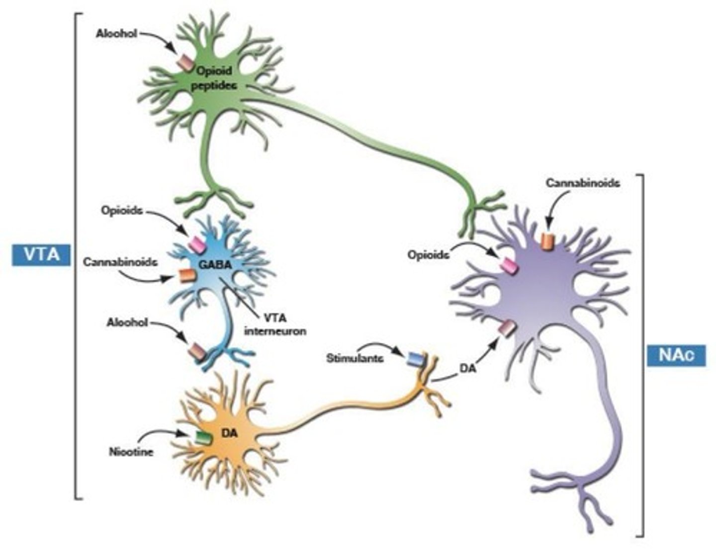 <p>They cause overstimulation of the mesolimbic pathway, leading to decreased dopamine signaling and large releases of dopamine.</p>