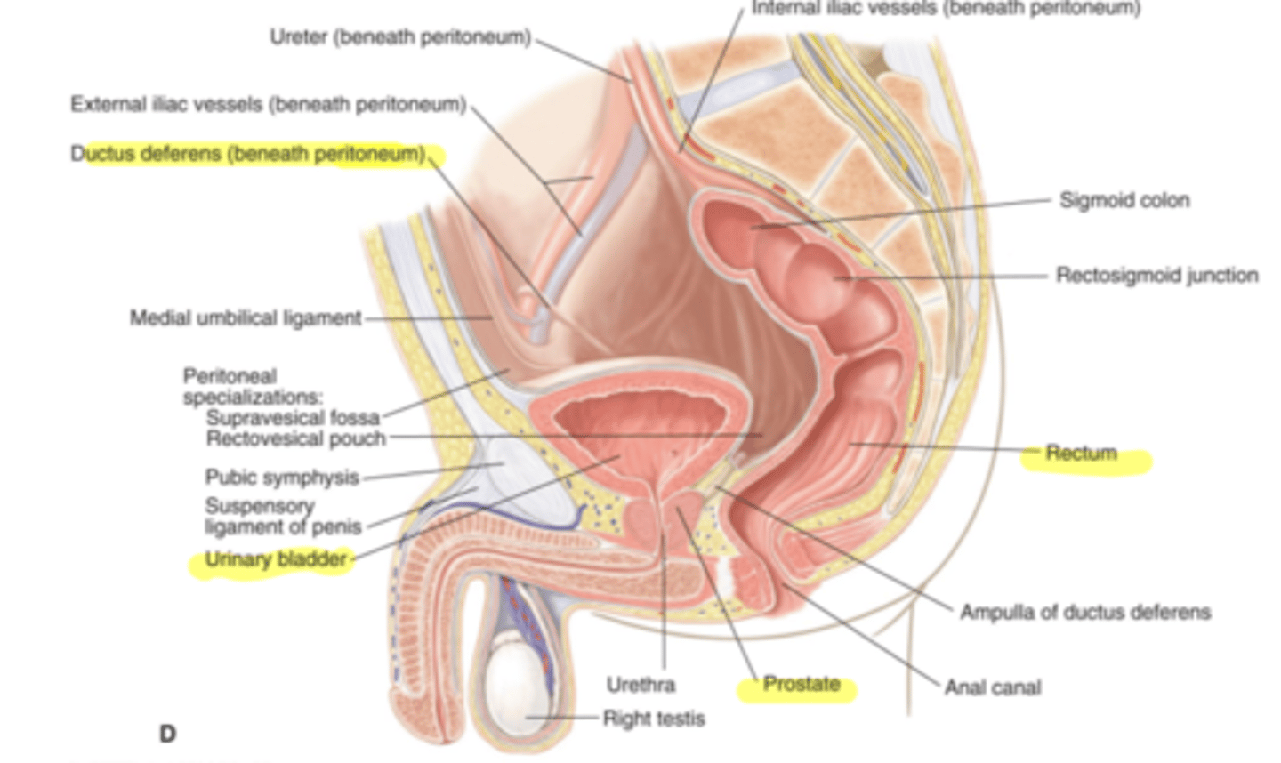 <p>What is the content of the pelvis? (6)</p>