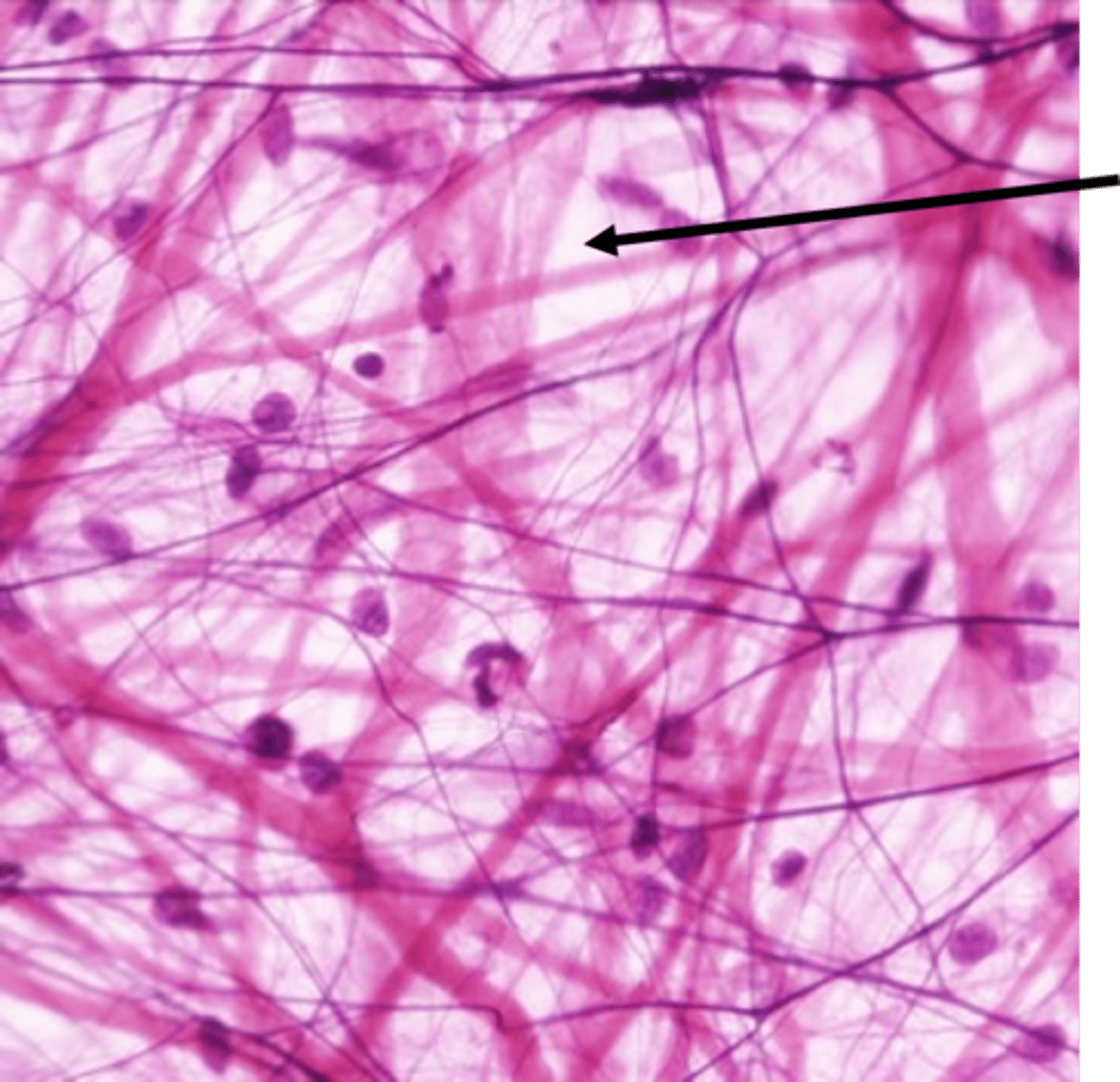 <p>unstructured material that fills the space between the cells and contains the fibers</p>