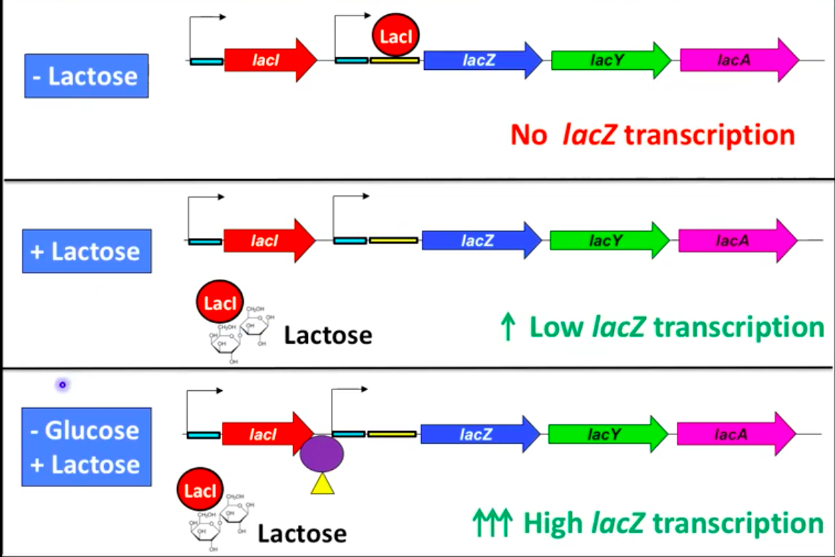 <ul><li><p>cAMP levels <strong>inversely related to glucose levels</strong></p></li><li><p><strong>Low glucose</strong> = high cAMP (CAP-cAMP enhances transcription)</p></li><li><p><strong>High glucose</strong> = low cAMP (no enhancement of transcription)</p></li></ul><p></p>