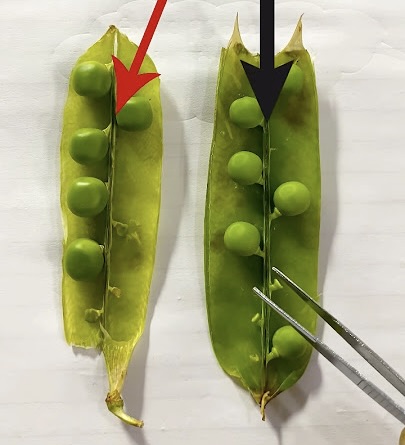 <p>Identify the ovule placentation (i.e. arrangement of ovule attachment inside ovary).</p>