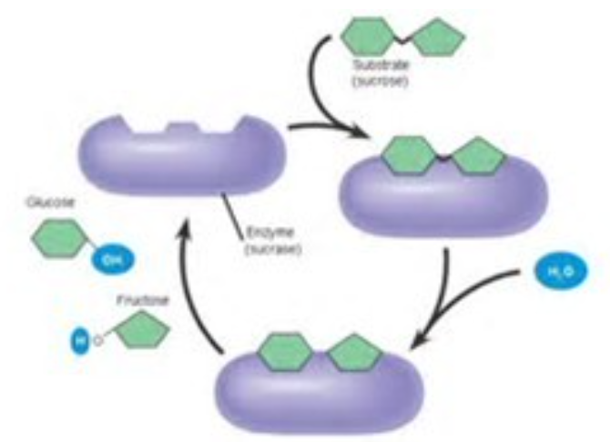What are the steps of the catalytic cycle of an enzyme?