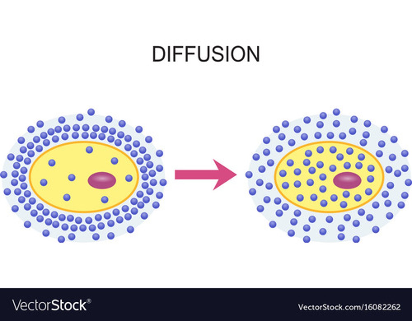 <p>in the absence of other forces, a substance will diffuse from where it is more concentrated to where it is less concentrated. the substance moves down its concentration gradient (the gradient drives diffusion)</p>