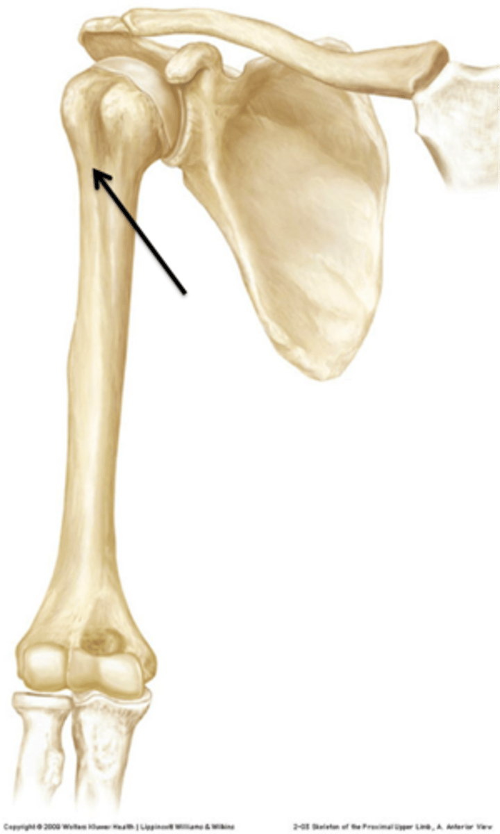 <p>crest of greater tubercle</p>