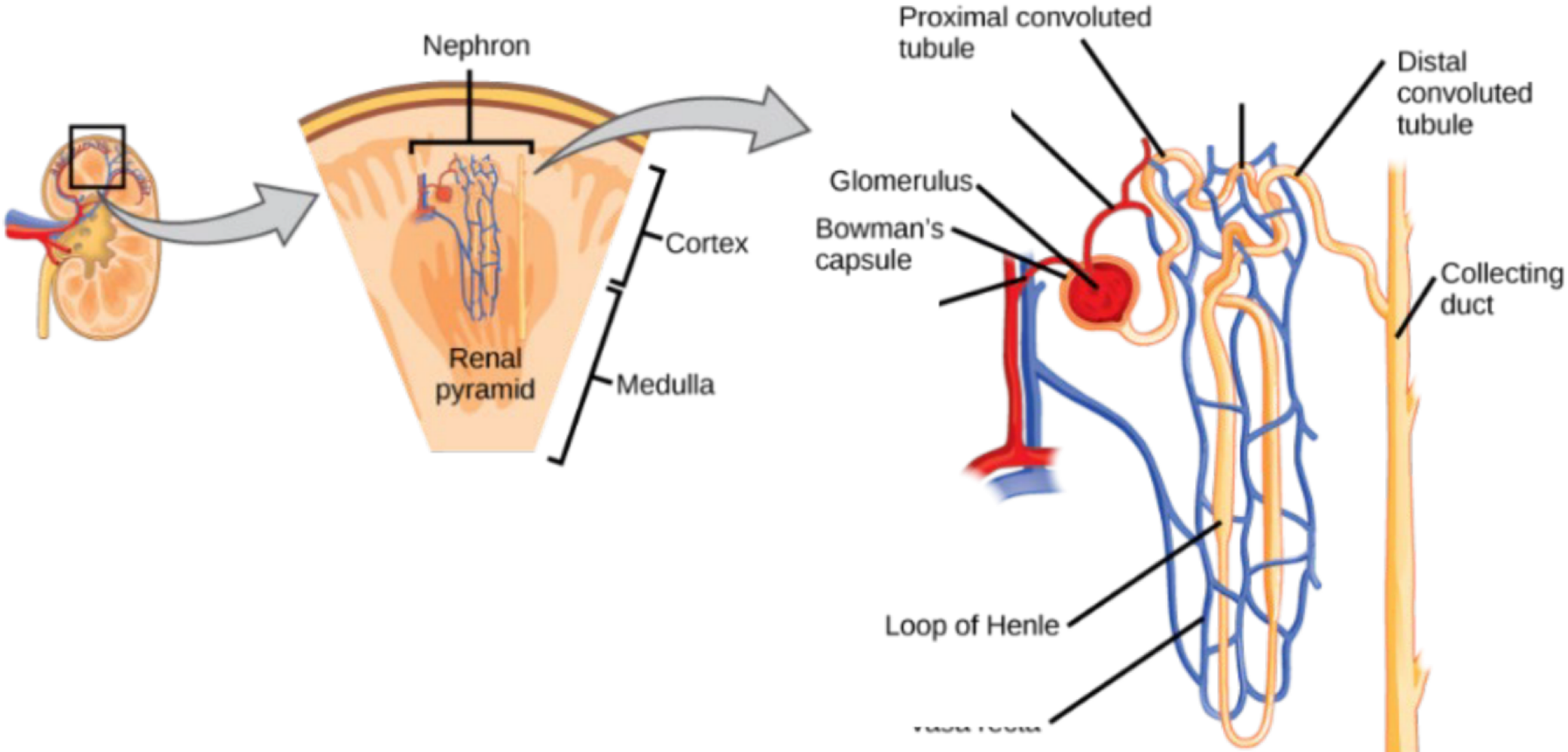 <p>glomerulus </p>