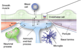 <ul><li><p><strong>Astrocytes</strong> : leurs prolongements appelés <strong>pieds astrocytaires</strong> s’apposent sur les capillaires.</p></li><li><p><strong>Péricytes</strong>.</p></li><li><p><strong>Lame basale</strong>.</p></li><li><p><strong>Extensions de neurones</strong>.</p></li><li><p><strong>Cellules musculaires lisses</strong>.</p></li></ul><p></p>