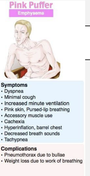 <p>Describe a pink puffer (emphysema)</p>