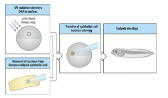 <p>Frog egg:</p><p>Zapped w/ UV light radiated egg and abolished genes inside</p><ul><li><p>No genetic material, hollow egg</p></li><li><p>Take skin cell and sucks out the nucleus and transplants it into the egg</p></li><li><p>Get a full from tag pole</p></li></ul><p><strong>why didn’t we get a skin cell?</strong></p>