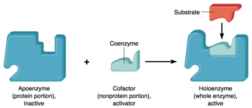 <ul><li><p>nonprotein helpers that bind to enzyme</p></li><li><p>May be inorganic - Zn, Fe, Cu ions (trace elements)</p></li><li><p>May be organic - coenzymes</p></li></ul>