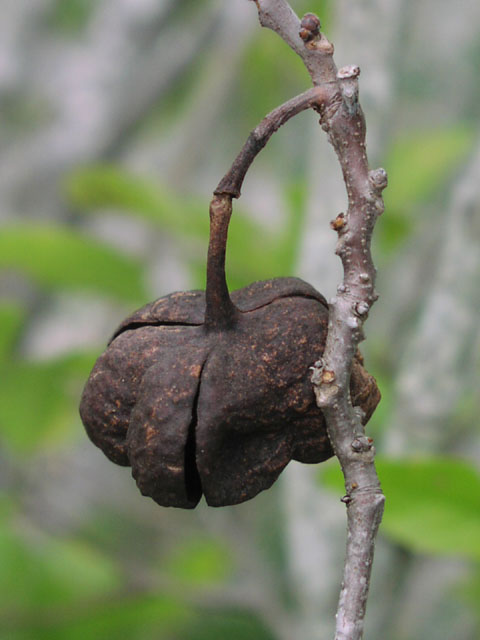 <p>Ungnadia speciosa</p><p>(Soapberry)</p>