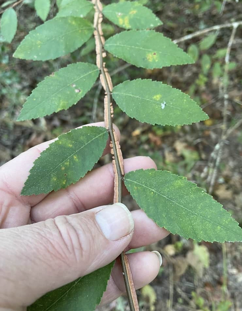 <p><em>Ulmus alata</em></p><p>Ulmaceae</p>