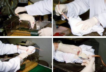 <ul><li><p><span style="background-color: transparent;">Let the rat relax on the top of the lid</span></p></li><li><p><span style="background-color: transparent;"><strong>Stretch the body of the rat by pulling up its tail and then cover the rat with a towel by your left hand</strong></span></p></li><li><p><span style="background-color: transparent;"><strong>Fold the corners of the towel under the rat from all directions</strong></span></p></li><li><p><span style="background-color: transparent;">Grasp <strong>up the left hind limb of the rat to expose the abdomen</strong></span></p></li><li><p><span style="background-color: transparent;">The<strong><mark data-color="yellow" style="background-color: yellow; color: inherit;"> injection site should be in the lower left quadrant of the abdomen, because vital organs are absent from this area</mark></strong></span></p></li><li><p><span style="background-color: transparent;"><strong><mark data-color="yellow" style="background-color: yellow; color: inherit;">Only the tip of the needle should penetrate the abdominal wall to prevent injection into the intestines</mark></strong></span></p></li></ul><p></p>
