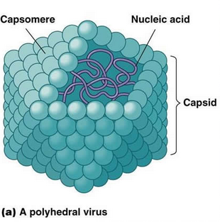 protein subunits that make up the capsid