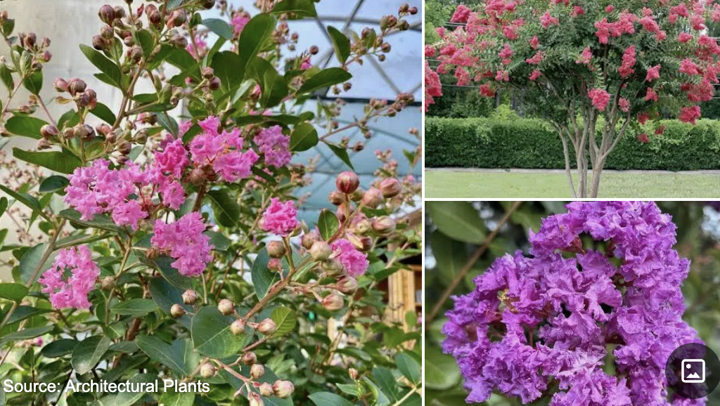 <p>Crepe Myrtle</p>