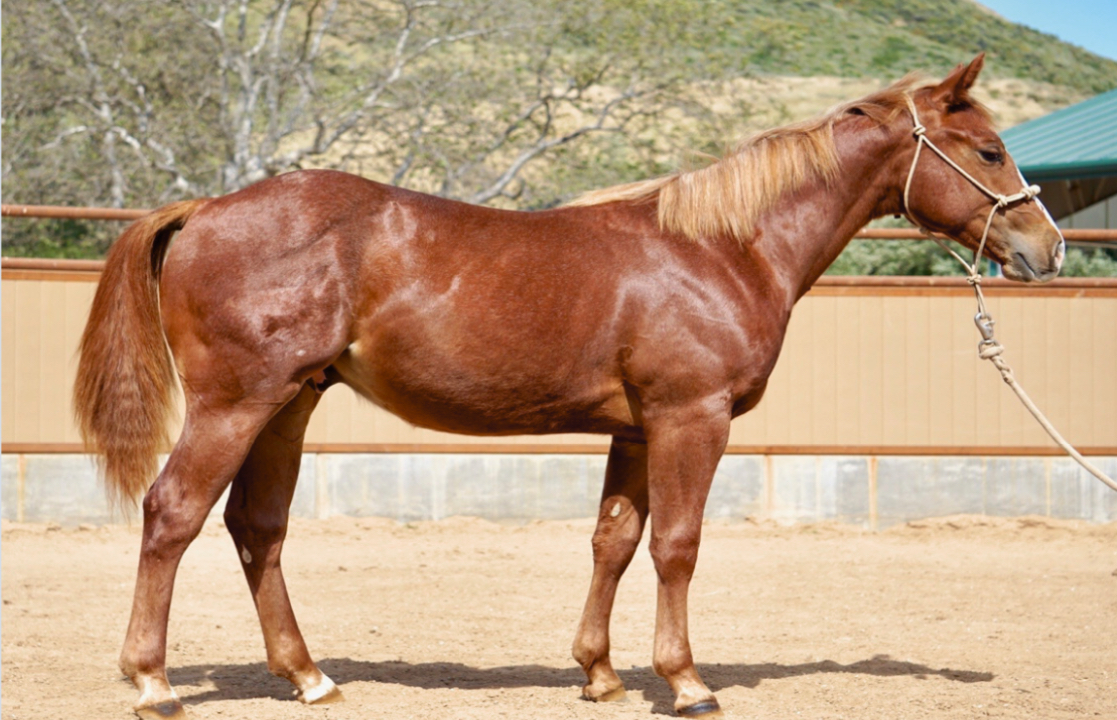 <p>A reddish body color similar to chestnut, but has flaxen (light colored) manes and tails.</p>