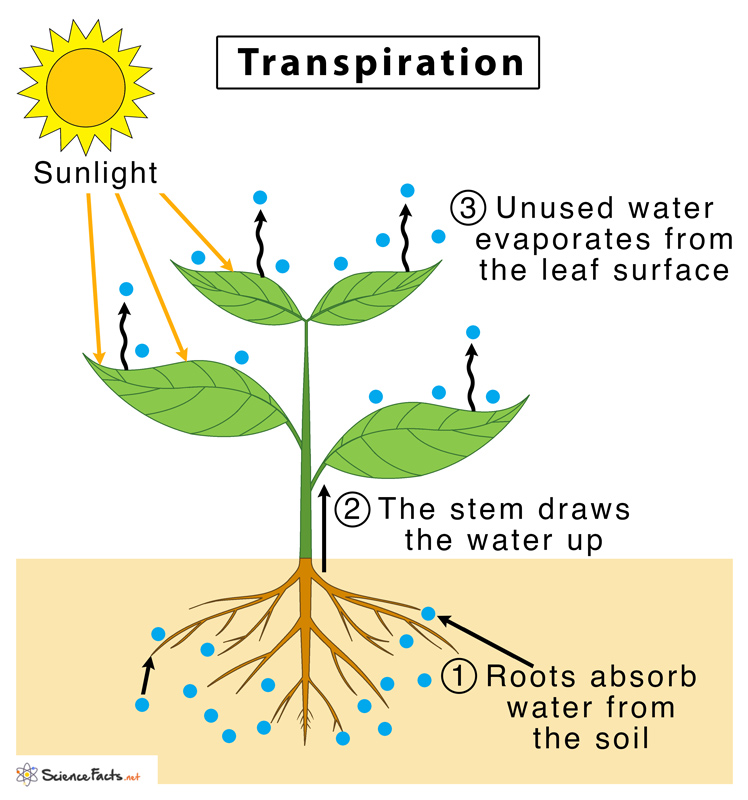 <p>Flow of water upwards from the roots to the leaves. Plants control how long stomata stay open and closed to limit water loss.</p>