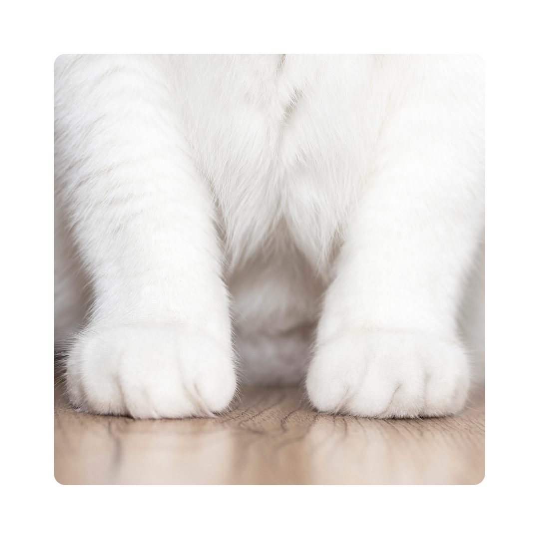 <p><span>Cats have soft </span><strong>paws</strong><span> that make them quiet when they walk.</span></p>