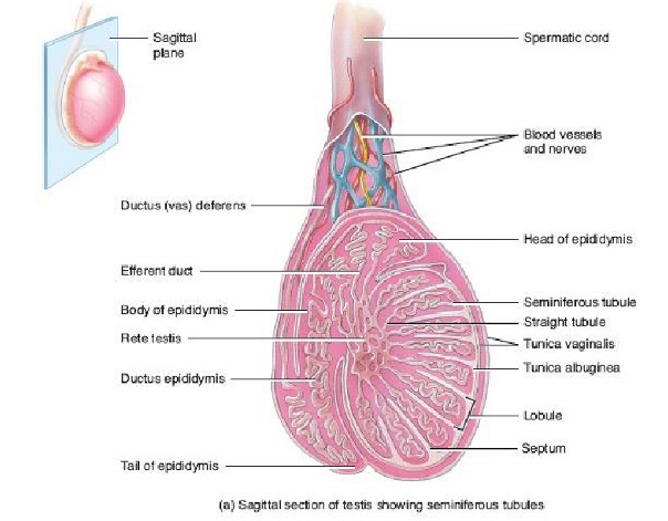 <p><strong>gametogenese: </strong>spermatogenese</p>