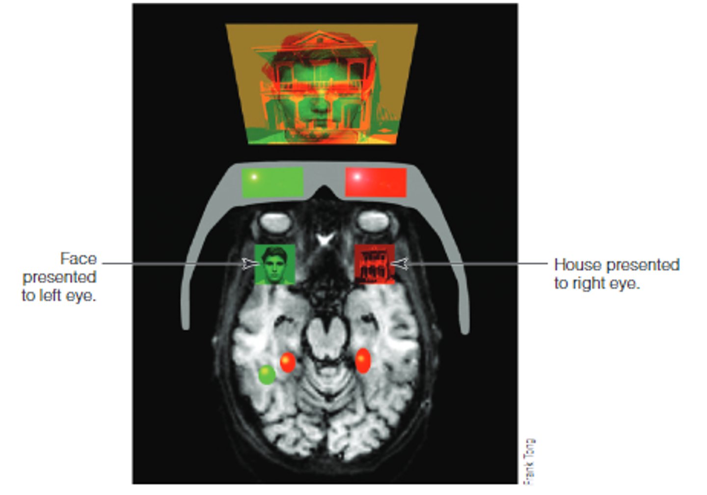 <p>Through colored glasses, one image is presented to the left eye, a different one to the right eye, &amp; perception alternates back &amp; forth between two things.</p>