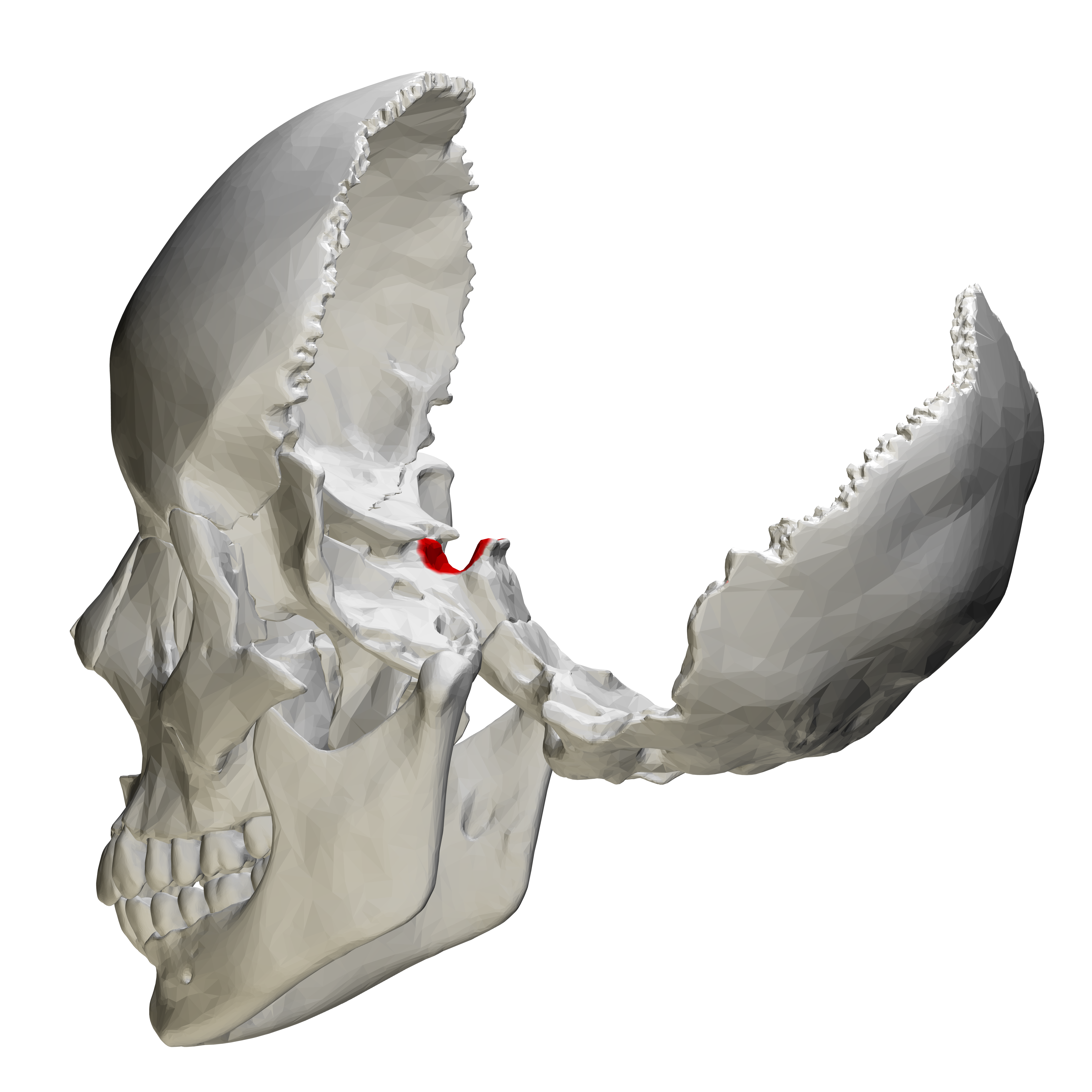 <p>Part of the sphenoid bone</p>