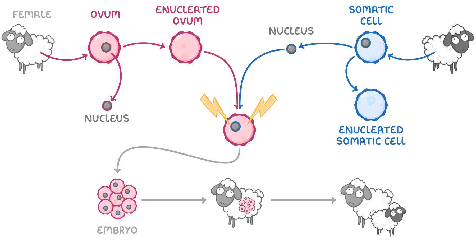 <ol><li><p>somatic cell nucleus removed from adult animal</p></li><li><p>ovum of different female animal of same species is enucleated</p></li><li><p>nucleus from somatic cell transferred into enucleated ovum</p></li><li><p>somatic nucleus fused with enucleated ovum→ stimulated by electric shock</p></li><li><p>fused cell begins dividing→ forming embryo</p></li><li><p>embryo implanted into uterus of surrogate mother</p></li><li><p>surrogate eventually gives birth to clone of somatic cell donor</p></li></ol><p></p>