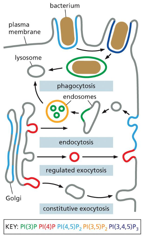 <p>secretory vesicles: PI(4)P</p><p>when vesicles fuse with the plasma membrane a PI(5)-kinase that is localized there converts the PI(4)P into PI(4,5)P<sub>2</sub></p><p>the PI(4,5)P<sub>2 </sub>helps recruit adaptor proteins to initiate the formation of a clathrin-coated endocytic vesicle</p><p>once the clathrin coated vesicle buds off from the plasma membrane, a PI(5)P phosphatase hydrolyzes PI(4,5)P<sub>2 </sub>to PI(4)P</p><p>PI(4)P weakens biding to the adaptor proteins and promotes vesicle uncoating</p>