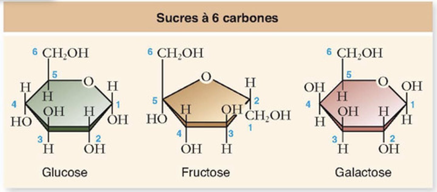 <ul><li><p>monomère des glucides</p></li><li><p>3, 5, 6 carbones</p></li><li><p>ex : glucose, fructose, galactose -> pouvoir sucrant</p></li></ul><p></p>