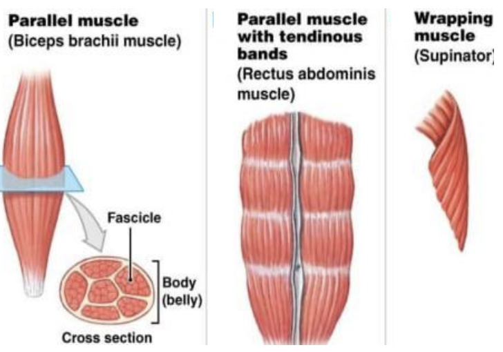 <p><strong>Fascicle Arrangement in Pennate Muscle</strong></p>