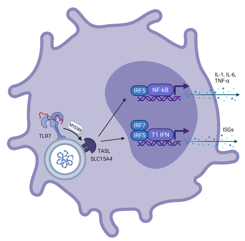 <p>Plasmacytoid dendritic cells (pDCs) are <strong>specialised immune cells that produce large amounts of type I interferons,</strong><span style="color: green;"><strong><span> which leads to increased MHC I expression and NK cell activation</span></strong></span></p><p></p>