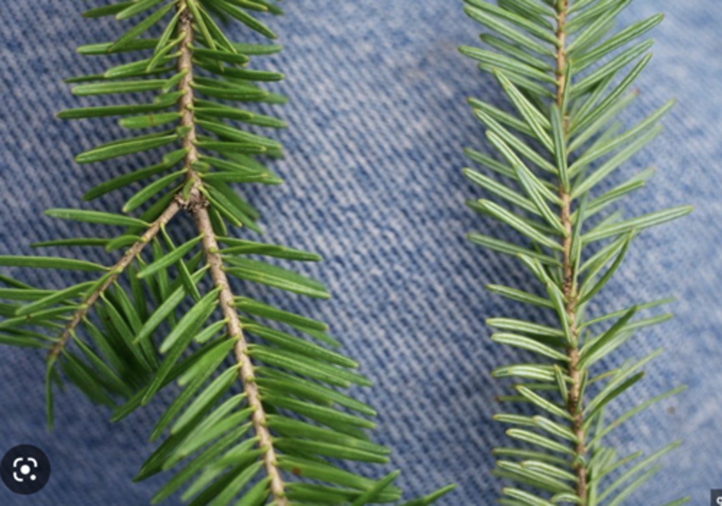 <p>silvery tan color of new growth, sweet holiday smell, octopus sucker attachment, rounded tip, resin buds, 2 stomatal bands</p>