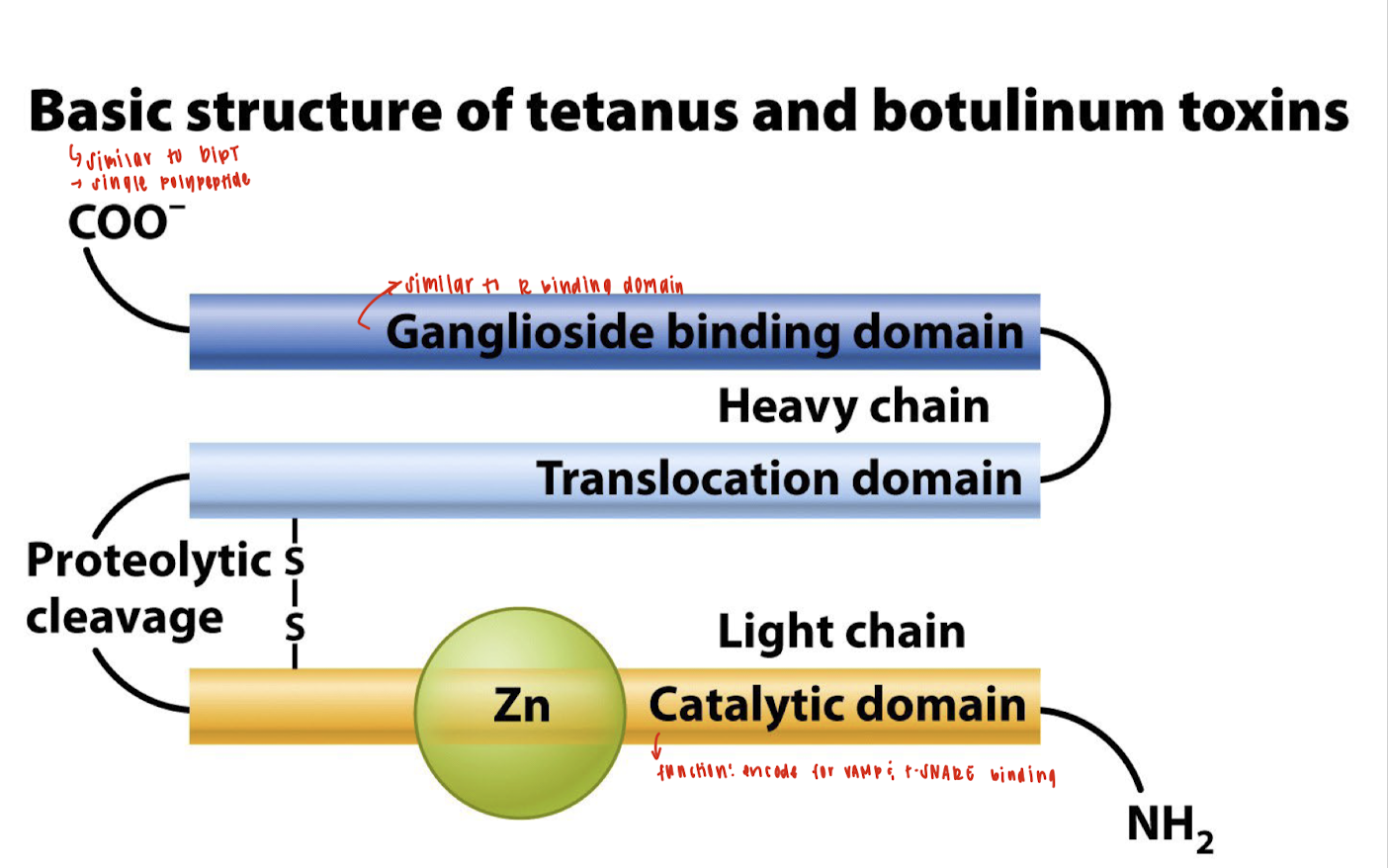 <p>They are single polypeptides (similar to diphtheria toxin) consisting of a heavy chain and a light chain, connected via a disulfide bond.</p>