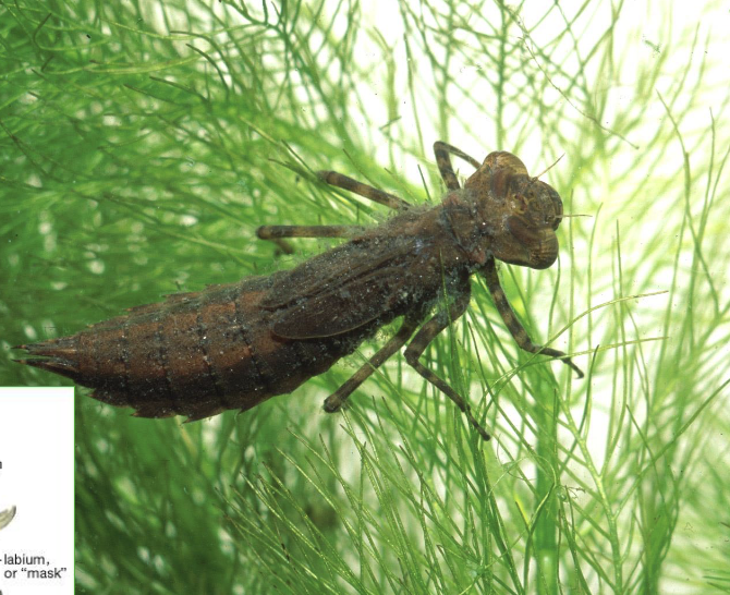 <ul><li><p>large eyes, predatory</p></li><li><p>larvae - internal gills at end of abdomen</p></li><li><p>wide abdomen</p></li><li><p>wings held open at rest&nbsp;</p></li></ul><p></p>
