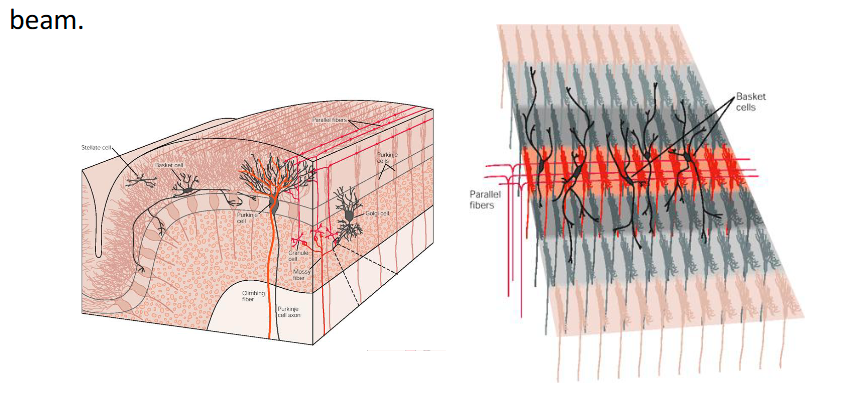 <p>Bundles of parallel fibers, called beams, run transversely and excite the dendrites of Purkinje cells, stellate cells, and basket cells. The basket cells inhibit the Purkinje cells flanking the parallel fiber beam.</p><ul><li><p>Red active, grey inactive</p></li><li><p>Red stands out more</p></li></ul><p></p>