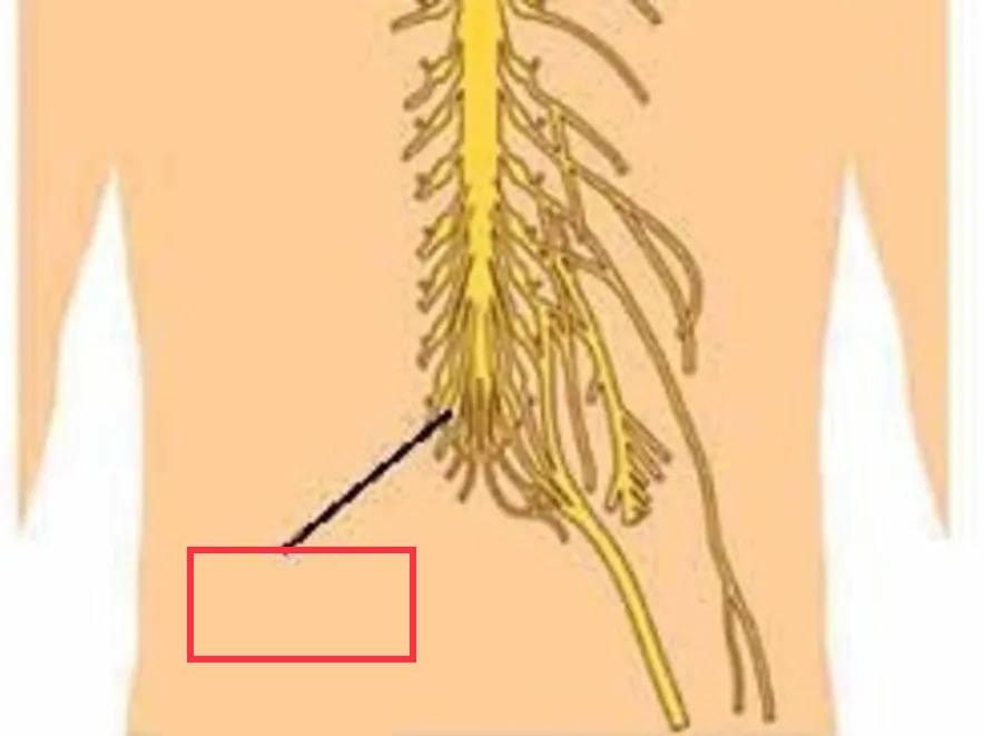 bundle of spinal nerve roots that descend from the lower spinal cord below the first lumbar vertebra and lie within the vertebral cavity; has the appearance of a horse's tail