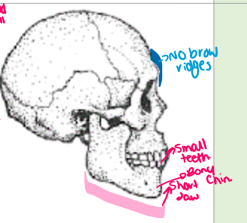 <ul><li><p>worldwide </p></li><li><p>1350cm3 cranial capacity </p></li><li><p>short brain and high brain case </p></li><li><p>long legs compared to arms </p></li><li><p>straight fingers and toes </p></li><li><p>less barrel shaped ribs </p></li><li><p>bipedal </p></li><li><p>northern Africa erectus evolved to homo sapiens. </p></li></ul><p></p>