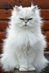 <p>Persian</p>