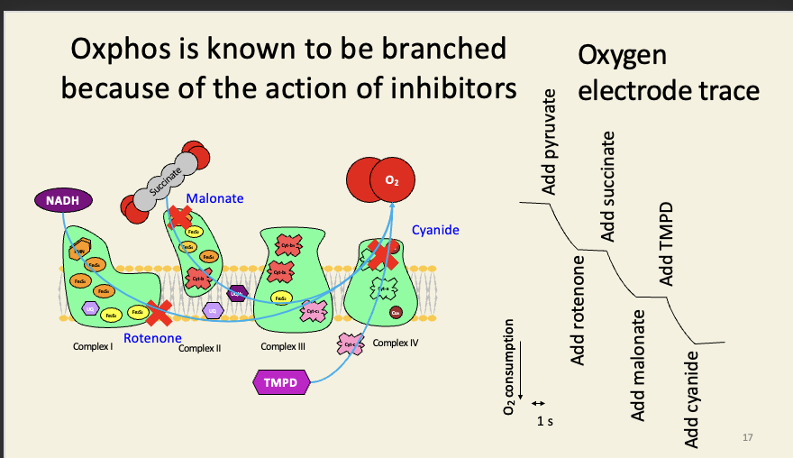 <ul><li><p><span><span>Tetramethyl-</span><em><span>p</span></em><span>-phenylenediamine is an artificial substrate that feeds electrons directly to cyt-c in the presence of ascorbic acid (vitamin C).</span></span></p></li><li><p><span><span>TMPD is also used as a test for a terminal cytochrome-c-oxidase: it turns blue as it is oxidised: this test (‘OXIDASE POSITIVE’) is part of the standard suite of tests used in identifying bacteria biochemically: </span><em><span>e.g.</span></em><span> </span><em><span>Pseudomonas</span></em><span> is oxidase positive; </span><em><span>Escherichia</span></em><span> is oxidase negative</span></span></p></li></ul><p></p>